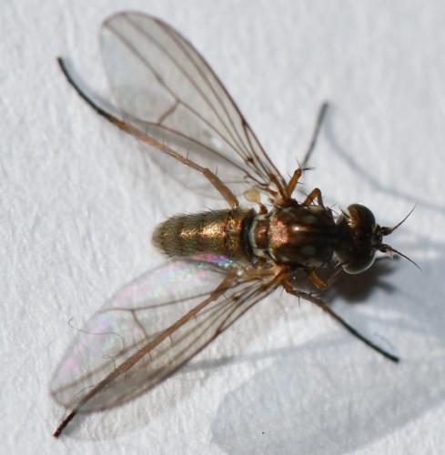 Syntormon sp.
